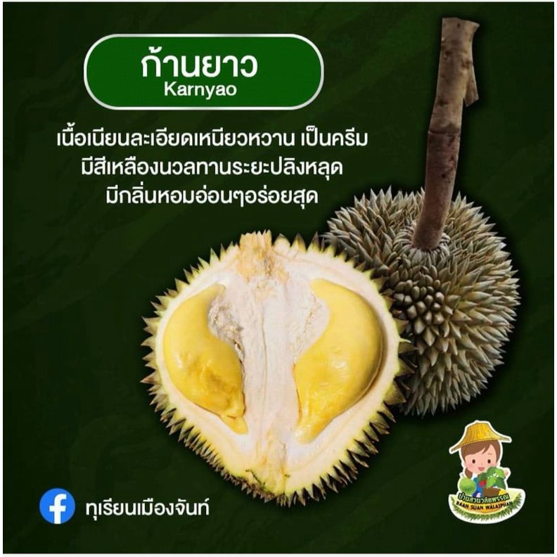 ต้นทุเรียนสายพันธุ์​ก้านยาวความสูง​ประมาณ​40-50​ซม​