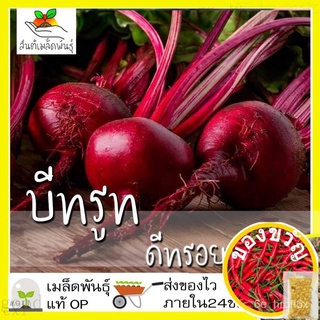 เมล็ดอวบอ้วน100%เมล็ดพันธุ์ บีทรูท ดีทรอยต์ 100 เมล็ด Detroit Beet เมล็ดพันธุ์แท้ นำเข้าจากต่างประเทศ ปลูกผัก สวนครัว ถู