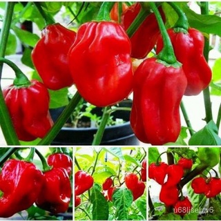 ถูก ใหม่ สายพันธุ์เมล็ดพันธุ์ พริกฮาบาเนโร่ สีแดง (Red Habanero Pepper) เผ็ดที่ 200000 SHU บรรจุ 10 เมล็ด D5E6