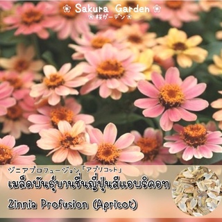 🌼เมล็ดพันธุ์บานชื่นโปรฟิวชั่นสีแอพริคอท🌼 𝒁𝒊𝒏𝒏𝒊𝒂 𝑷𝒓𝒐𝒇𝒖𝒔𝒊𝒐𝒏 (𝑨𝒑𝒓𝒊𝒄𝒐𝒕50 เมล็ด (ไม่ใช่พืชที่มีชีวิต)