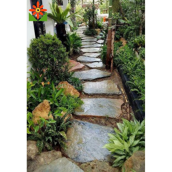 เฟินฮาวาย ต้นเฟินฮาวาย เฟิร์นฮาวาย ในกระถางพลาสติก 5.5นิ้ว - รูปที่ 3