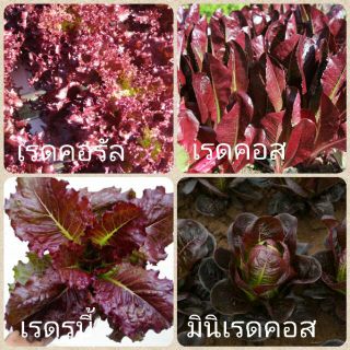 เมล็ดสลัดสีแดง 100 เมล็ด 10 บาท