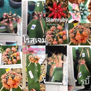 🌵ทับทิมสยาม​  rose gem โรสแจม โรสเจม แคสตัส​ 🌵 (Siam Ruby) Gymno CACTUS ยิมโนด่าง หน่อเด็ดสด,ไม้กราฟ ยิมโน​ Gymno​