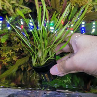 Cryptocoryne​ lucens คริปลูเซ่น​ พร้อมปลูก (ต้นไม้น้ำ) ***กรุณาอ่านรายละเอียดก่อนสั่งซื้อ***