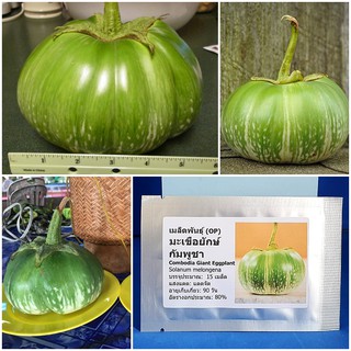 เมล็ดพันธุ์ มะเขือยักษ์ กัมพูชา (Combodia Giant Eggplant Seed) บรรจุ 15 เมล็ด คุณภาพดี ราคาถูก ของแท้ 100%