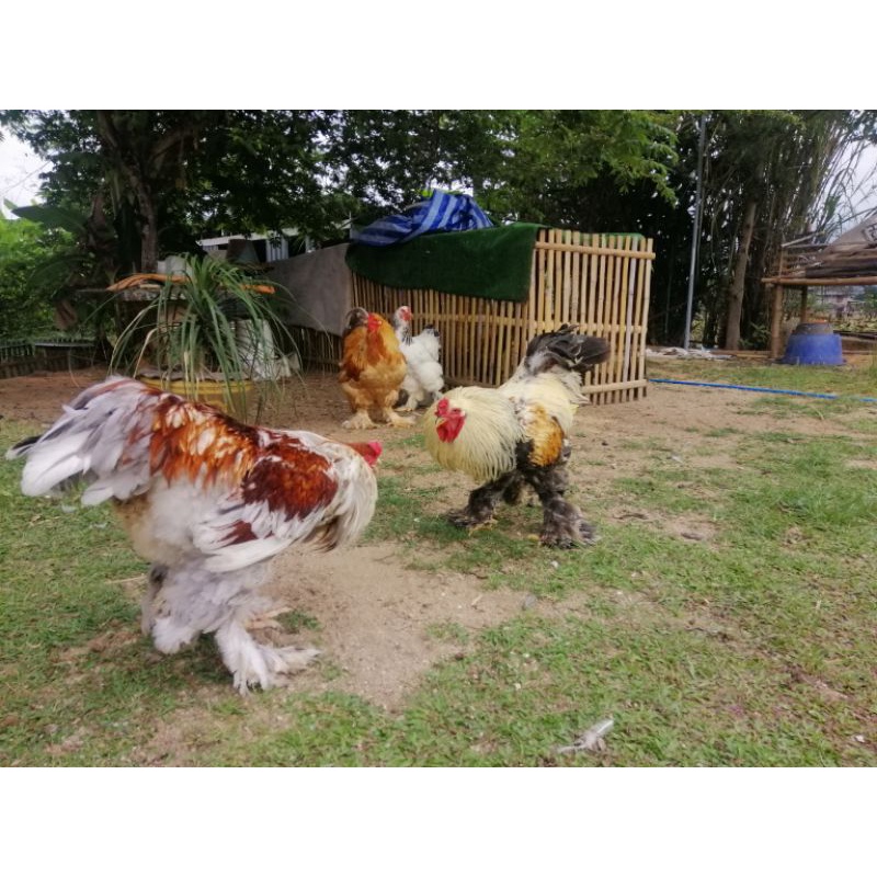 รูปภาพ 7