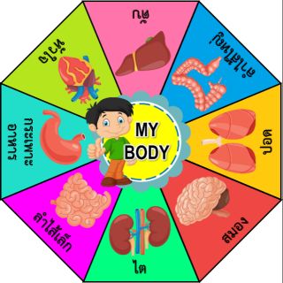 จับคู่ความสัมพันธ์ MY BODY อวัยวะภายใย