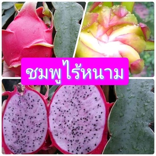 ต้นแก้วมังกรชมพูไร้หนาม Pitaya pink กิ่งแก้วมังกรสีชมพูไร้หนาม พันธุ์แก้วมังกรเนื้อสีชมพูไร้หนาม