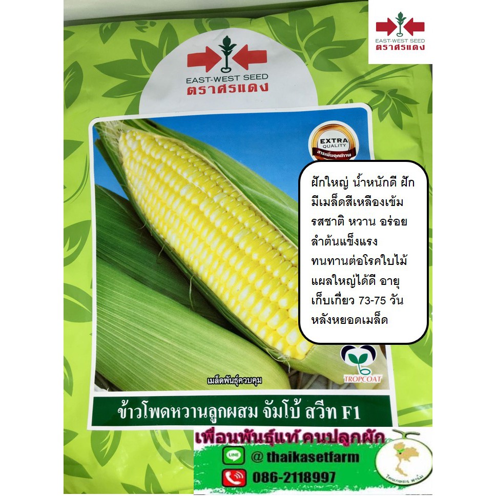 ข้าวโพดหวานลูกผสม F1 จัมโบ้ สวีท แบ่งขาย 500เมล็ดปลูกได้ 1-2งาน