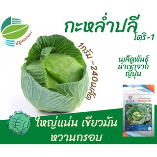 กะหล่ำปลี (Cabbage)​ โดริ1