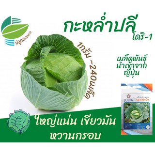 กะหล่ำปลี (Cabbage)​ โดริ1