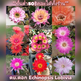 📌ไม้กระถาง ชุด3 Echinopsis Lobivia Cactus กระบองเพชร แคคตัส โลบีเวีย โลบิเวีย อิชินอป อิชินอพ