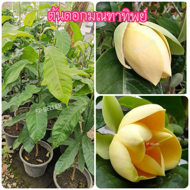 ต้น​ดอก​มณฑา​ทิพย์​ (ขนาด​ 50​-60 ซม.)​ กิ่งตอน
