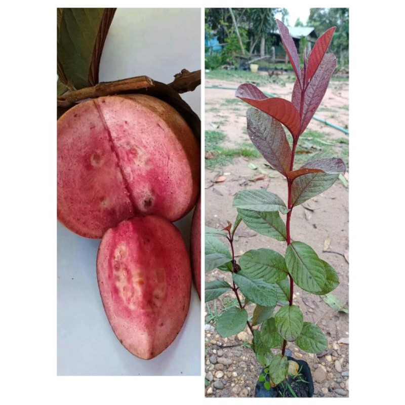 ต้นฝรั่งแดงทับทิมสยาม เนื้อสีแดง หวานกรอบหอมอร่อย สูง50-60 พร้อมปลูก