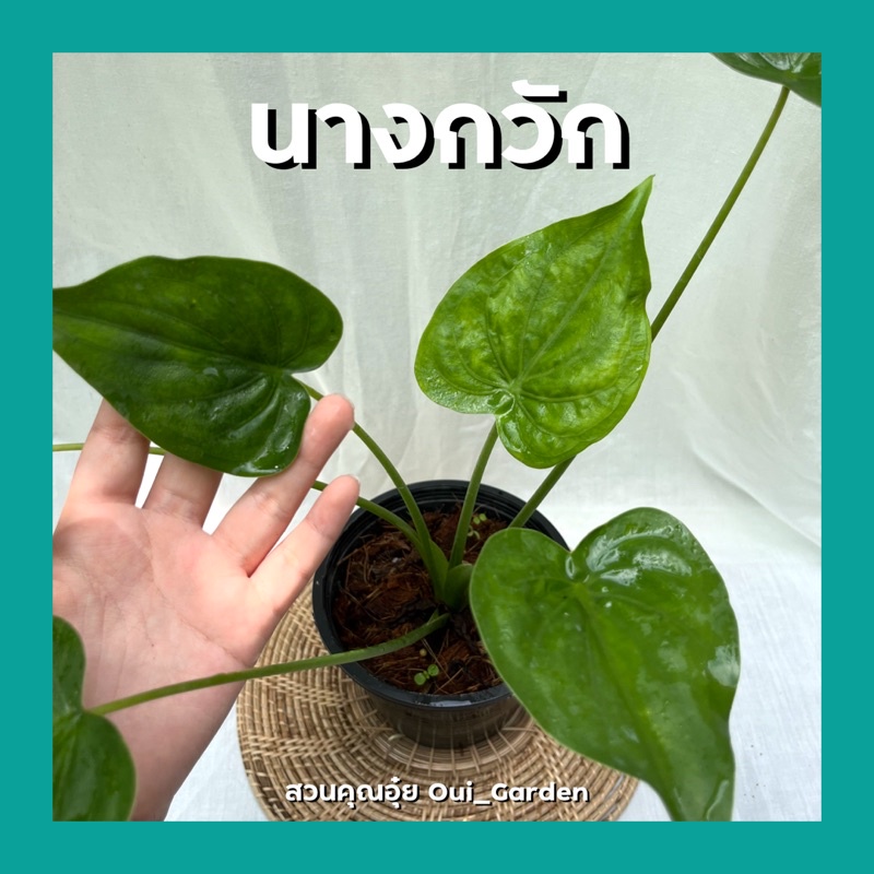 ต้นนางกวัก ต้นไม้มงคลเรียกทรัพย์ พร้อมกระถาง6นิ้ว