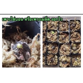 สแฟกนั่มมอส sphagnum moss สด ขนาด 1 กก.