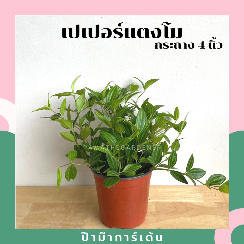 มุมมอง 3