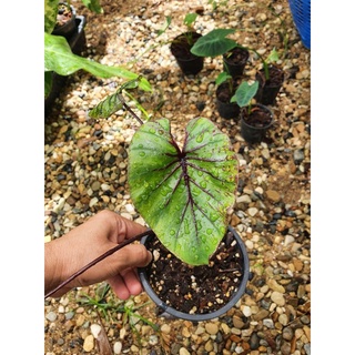 Colocasia Pharaohmassk หน่อสด