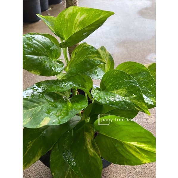 พลูด่าง Golden Pothos  ต้นเล็กกระถาง 8 นิ้วเป็นไม้ประดับ ไม้เลื้อย (1ต้น/แพค)