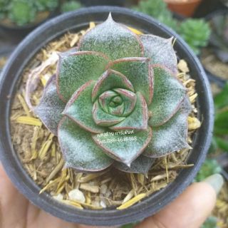 Echeveria "Dionysos"