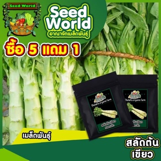 เมล็ดพันธ์สลัดต้น 500 เมล็ด เมล็ดพันธุ์สลัดต่างประเทศ เมล็ดผักสวนครัว ปลูกง่ายรสชาติอร่อยทนต่อแมลงศัตตรูพืชให้ผลผลิตสูง