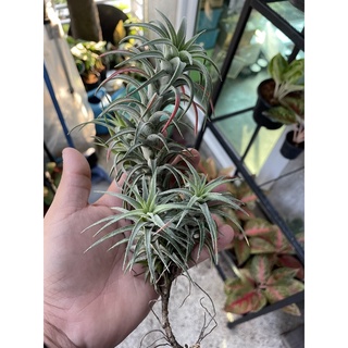 ไอโอนันทา แวนไฮน์🌿🌱🍃🍀🌸🌺