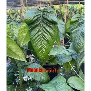 Anthurium Mooneii /หน้าวัวใบสายแรร์