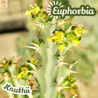 [ยูโฟเบียหางมังกร] Euphorbia Knuthii ส่งพร้อมกระถาง แคคตัส Cactus Succulent Haworthia Euphorbia ไม้หายาก พืชอวบน้ำ