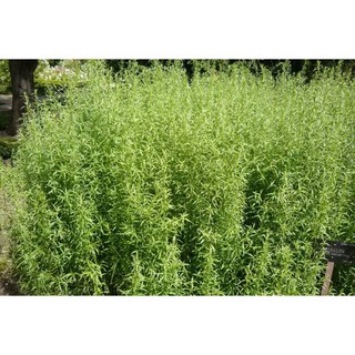 เมล็ดพันธุ์ รัสเซียน ทาร์รากอน Artemisia dracunculus Russian tarragon 300 เมล็ด เมล็ดพันธุ์นำเข้าจาก อังกฤษ