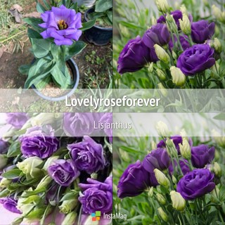 ต้นLisianthus สีม่วง