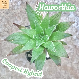 [ฮาโวเทียคูปเปอร์อายไฮบริด] Haworthia Cooperi Hybrid ส่งพร้อมกระถาง แคคตัส Cactus Succulent Haworthia Euphorbia ไม้หายาก