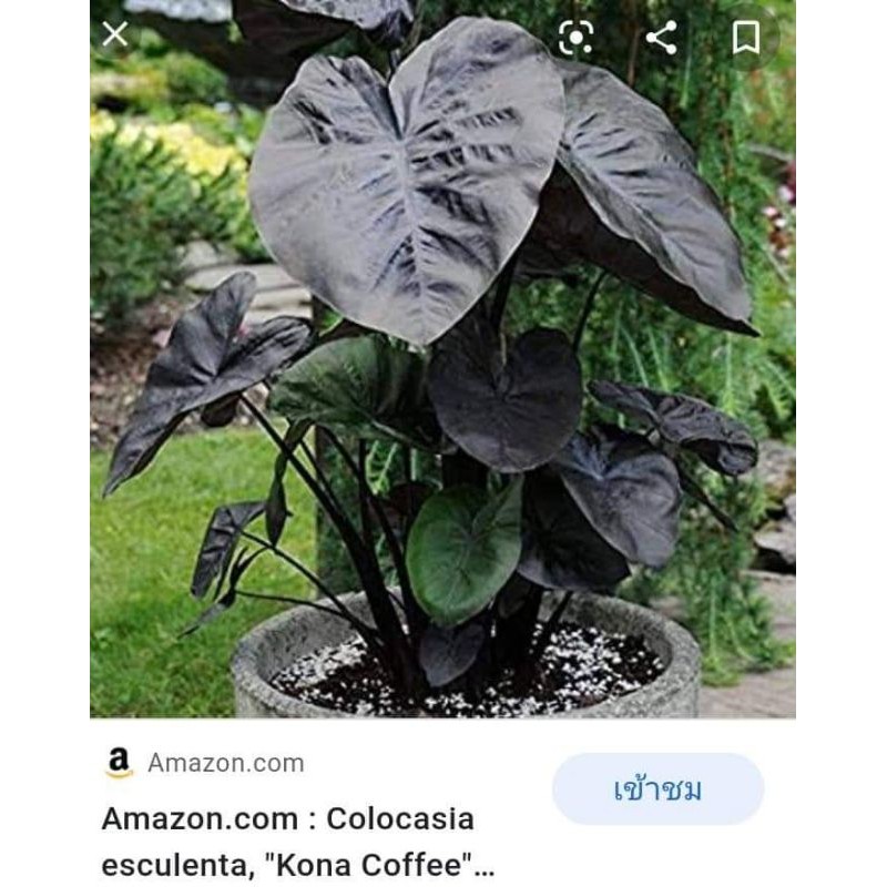 บอนนำเข้าต่างประเทศ​ colocasia​ kona​ coffee​