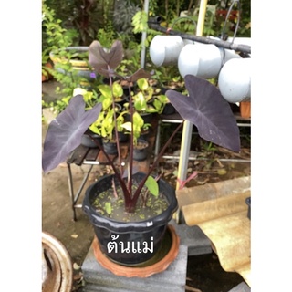 Colocasia “Black Magic” บอนดำ แบล็คเมจิก แบคเมจิก แบลคเมจิก แบลคเมจิกด่าง แบบคเมจิกกลาย