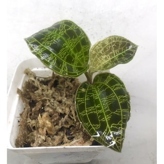 Macodes pitola jewel orchid