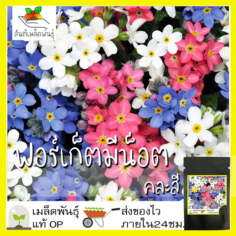 เมล็ดพันธุ์ ฟอร์เก็ตมีน็อต คละสี 100 เมล็ด Mixed Forget me not เมล็ดพันธุ์แท้ นำเข้าจากต่างประเทศ โตไว พร้อมส่ง