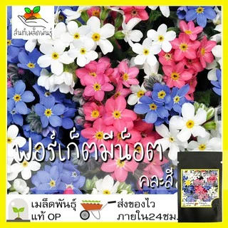 เมล็ดพันธุ์ ชุดดอกฟอร์เก็ตมีน็อต ดอกไม้แห่งความรัก ขายดีที่สุด ปลูกง่าย โตไว พร้อมส่ง ฟอร์เก็ตมีน็อต/พันธุ์แอฟริกา/สีฟ้า