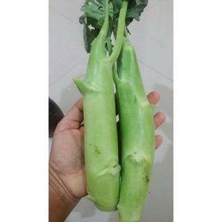 เมล็ดคะน้ายอด  Chinese Kale  เมล็ดพันธ์ุนำเข้าจากจีน  จำนวน 400+ เมล็ด  ราคา 50 บาท