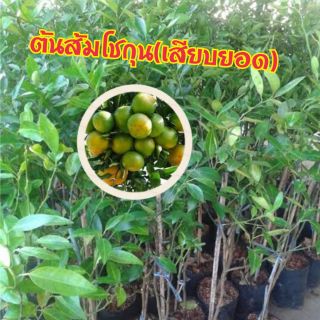 ต้นส้มโชกุน(เสียบยอด) สายพันธุ์เบตง ขนาดลำต้นสูง 40-50ซ.ม. (จำนวน 1ต้น/แพ็ค)