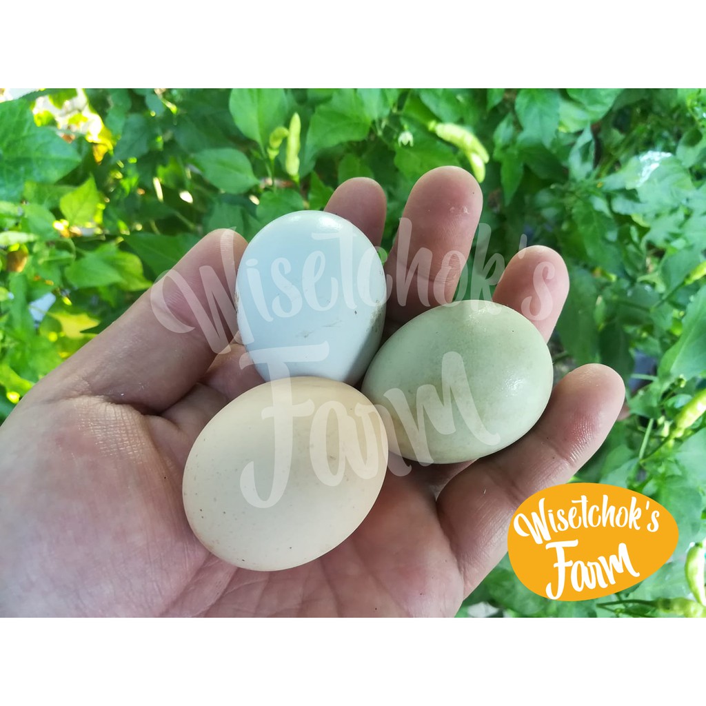 กระดูกป่น แท้ 5kg. ปุ๋ยกระดูกป่น ทำมาจากกระดูกไก่ป่น กระดูกหมูป่น กระดูกปลาป่น - รูปที่ 6