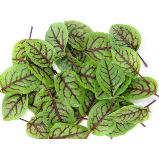 เมล็ด ซอเรลก้านแดง - Red Veined Sorrel