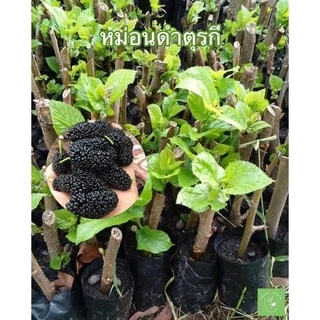( พร้อมส่ง ‼️ ) ต้นหม่อนดำตุรกี 1 ชุดมี 4 ต้น ชำกิ่ง 🍇 ใหญ่ ‼️ ดก ‼️ หวาน ‼️ เปรี้ยวอมหวาน ผลดก นำไปทำแยมและน้ำผลไม้ 🚚🌳