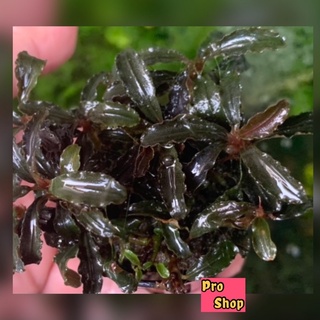 🔥Bucephalandra 🌱🍃ยอดฮิตติดเทรน👌sizeL