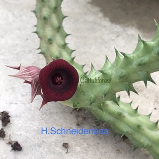 เก๋งจีนเด็ดสด Huernia Schneideriana