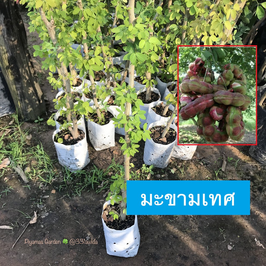 ต้นมะขามเทศ พันธุ์สีชมพู (กิ่งตอน) ปลูก1ปีติดลูก ขายราคาถูก