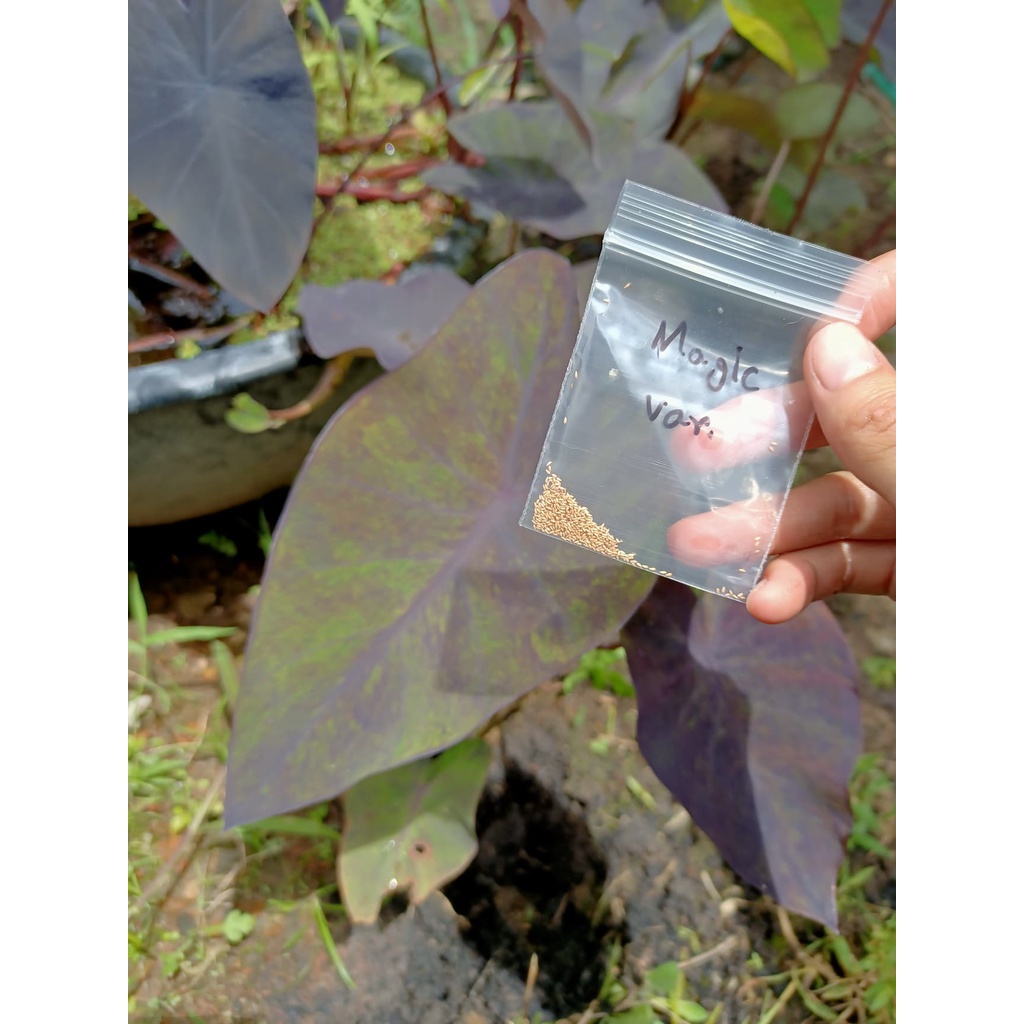 เมล็ดต้นแบล็คเมจิกกลาย ( Colocasia black magic var. ) 300+ เมล็ด