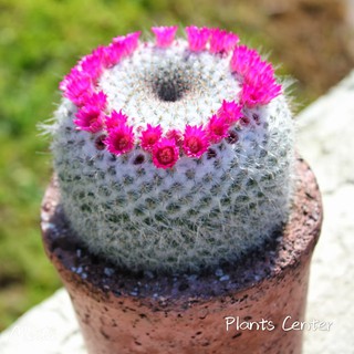 Plants Center พร้อมส่ง(yuweng)กระบองเพชร แคคตัส cactus Mammillaria hahnian  หรือ แคคตัสแม่เฒ่า /แมมแม่เฒ่า