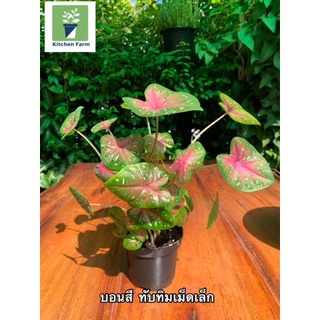 บอนสี ฮกหลง/ทับทิมเม็ดเล็ก/พระยาเศวต Caladium ส่งทั้งกระถาง