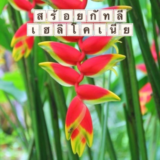 เฮลิโคเนีย รอสตราต้าheliconia rostrata สร้อยกัทลี (ขายเป็นหน่อ)