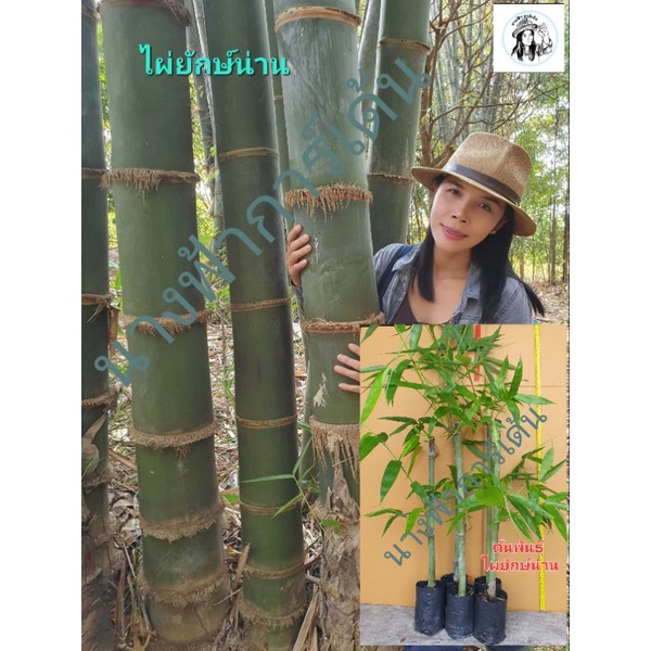 ต้นพันธุ์ไผ่ยักษ์น่าน Dendrocalamus giganteus ต้นพันธุ์ชำจากกิ่งตอน สูง 80 เซน