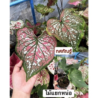 ทศกัณฐ์บอนสี 💥ที่น่าสะสม💥ไม้แยกหน่อ สวยๆ (จัดส่งให้ทั้งกระถาง)